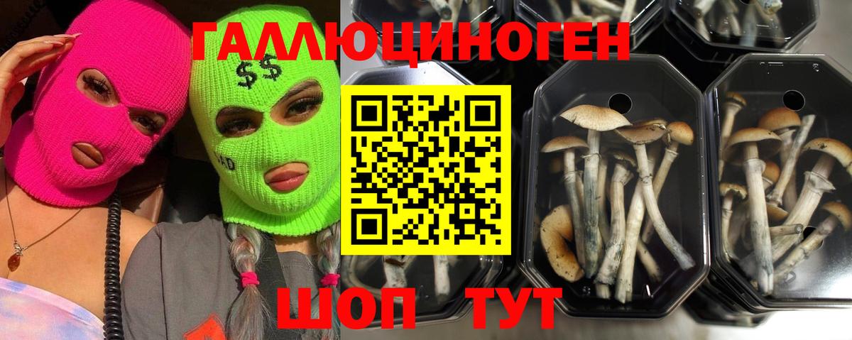 Скопин  Галлюциногенные грибы MAGIC MUSHROOMS  Вход с VPN 